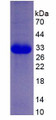 Figure 3. SDS-PAGE