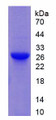 Figure 2. SDS-PAGE