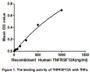 TNFRSF12A (Tumor necrosis factor receptor superfamily member 12A) belongs to the Tumor necrosis factor receptor superfamily. TNFRSF12A is thought to induce apoptosis weakly in some cell types and promotes angiogenesis and the proliferation of endothelial cells. A binding ELISA assay was conducted to detect the association of TNFRSF12A with TNFa. Briefly, TNFRSF12A were diluted serially in PBS, with 0.01%BSA (pH 7.4). Duplicate samples of 100uL TNFRSF12A were then transferred to TNFa-coated microtiter wells and incubated for 2h at 37℃. Wells were washed with PBST and incubated for 1h with anti-TNFRSF12A pAb, then aspirated and washed 3 times. After incubation with HRP labelled secondary antibody, wells were aspirated and washed 3 times. With the addition of substrate solution, wells were incubated 15-25 minutes at 37℃. Finally, add 50µL stop solution to the wells and read at 450nm immediately. The binding activity of TNFRSF12A and TNFa was shown in Figure 1, and this effect was in a dose dependent manner.