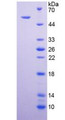 Figure 2. SDS-PAGE