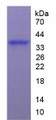 Figure 3. SDS-PAGE