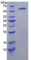 Human V-Myc Myelocytomatosis Viral Oncogene Homolog (MYC), Active Protein, Cat#RPU54923