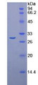 Figure 2. SDS-PAGE