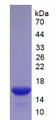 Figure 2. SDS-PAGE