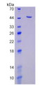 Figure 3. SDS-PAGE