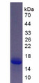 Figure 1. SDS-PAGE