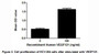 VEGFA (Vascular endothelial growth factor A) is a growth factor and can be cleaved into several isoforms, including VEGF121. It induces endothelial cell proliferation, promotes cell migration, inhibits apoptosis and induces permeabilization of blood vessels. It is accepted that the VEGF121 isoform stimulates the proliferation of vein endothelial cells. Thus, proliferation assay of recombinant human VEGF121 was conducted using ECV-304 cells. Briefly, ECV-304 cells were seeded into triplicate wells of 96-well plates at a density of 2,000 cells/well and allowed to attach overnight, then the medium was replaced with serum-free standard 1640 prior to the addition of various concentrations of VEGF121. After incubated for 48h, cells were observed by inverted microscope and cell proliferation was measured by Cell Counting Kit-8 (CCK-8). Briefly, 10µL of CCK-8 solution was added to each well of the plate, then the absorbance at 450nm was measured using a microplate reader after incubating the plate for 1-4 hours at 37°C. Proliferation of ECV-304 cells after incubation with VEGF121 for 48h observed by inverted microscope was shown in Figure 1. Cell viability was assessed by CCK-8 (Cell Counting Kit-8 ) assay after incubation with human recombinant VEGF121 for 48h. The result was shown in Figure 2. It was obvious that VEGF121 significantly increased cell viability of ECV-304 cells.