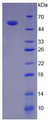 Figure. SDS-PAGE; Sample: Active recombinant IL35, Human.