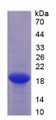 Figure 3. SDS-PAGE