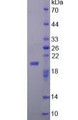 Figure 3. SDS-PAGE