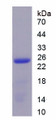 Figure 1. SDS-PAGE