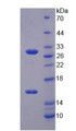 Figure 2. SDS-PAGE