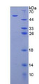 Figure 2. SDS-PAGE