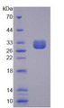 Figure 2. SDS-PAGE