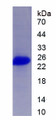 Figure 2. SDS-PAGE