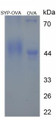 Figure 3. SDS-PAGE