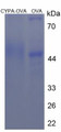 Figure 3. SDS-PAGE