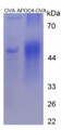 Figure 3. SDS-PAGE