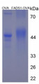 Figure 3. SDS-PAGE