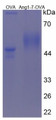 Figure 3. SDS-PAGE