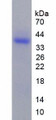 Figure 2. SDS-PAGE