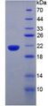 Figure 1. SDS-PAGE