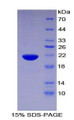 Figure 1. SDS-PAGE