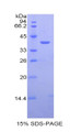 Figure 1. SDS-PAGE