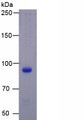 Figure 1. SDS-PAGE