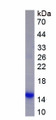 Figure 1. SDS-PAGE