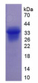 Figure 1. SDS-PAGE