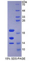 Figure 1. SDS-PAGE