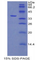 Figure 1. SDS-PAGE