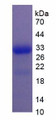 Figure 1. SDS-PAGE