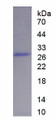 Figure 1. SDS-PAGE