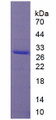 Figure 1. SDS-PAGE