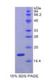 Figure 1. SDS-PAGE