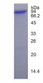 Figure 1. SDS-PAGE