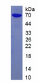 Figure 1. SDS-PAGE