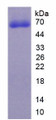 Figure 2. SDS-PAGE