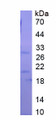 Figure 1. SDS-PAGE