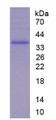 Figure 1. SDS-PAGE