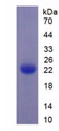 Figure 1. SDS-PAGE