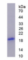 Figure 1. SDS-PAGE