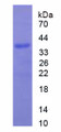 Figure 1. SDS-PAGE