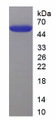 Figure 1. SDS-PAGE