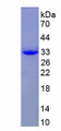 Figure 1. SDS-PAGE