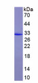 Figure 1. SDS-PAGE