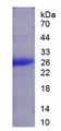 Figure 1. SDS-PAGE