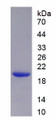 Figure 1. SDS-PAGE